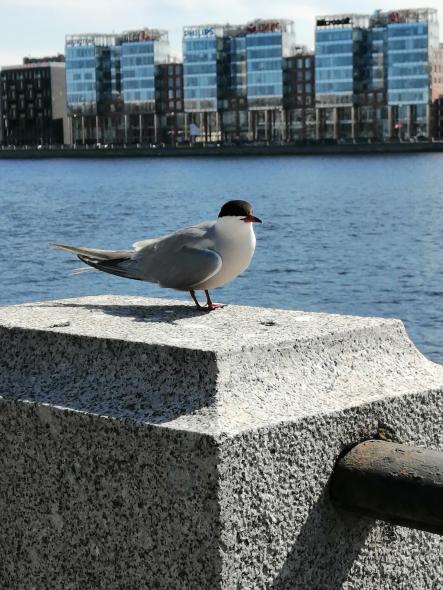 Ушаковская набережная 